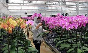 VIDEO: Liên kết sản xuất nhiều hoa chất lượng cao phục vụ Tết